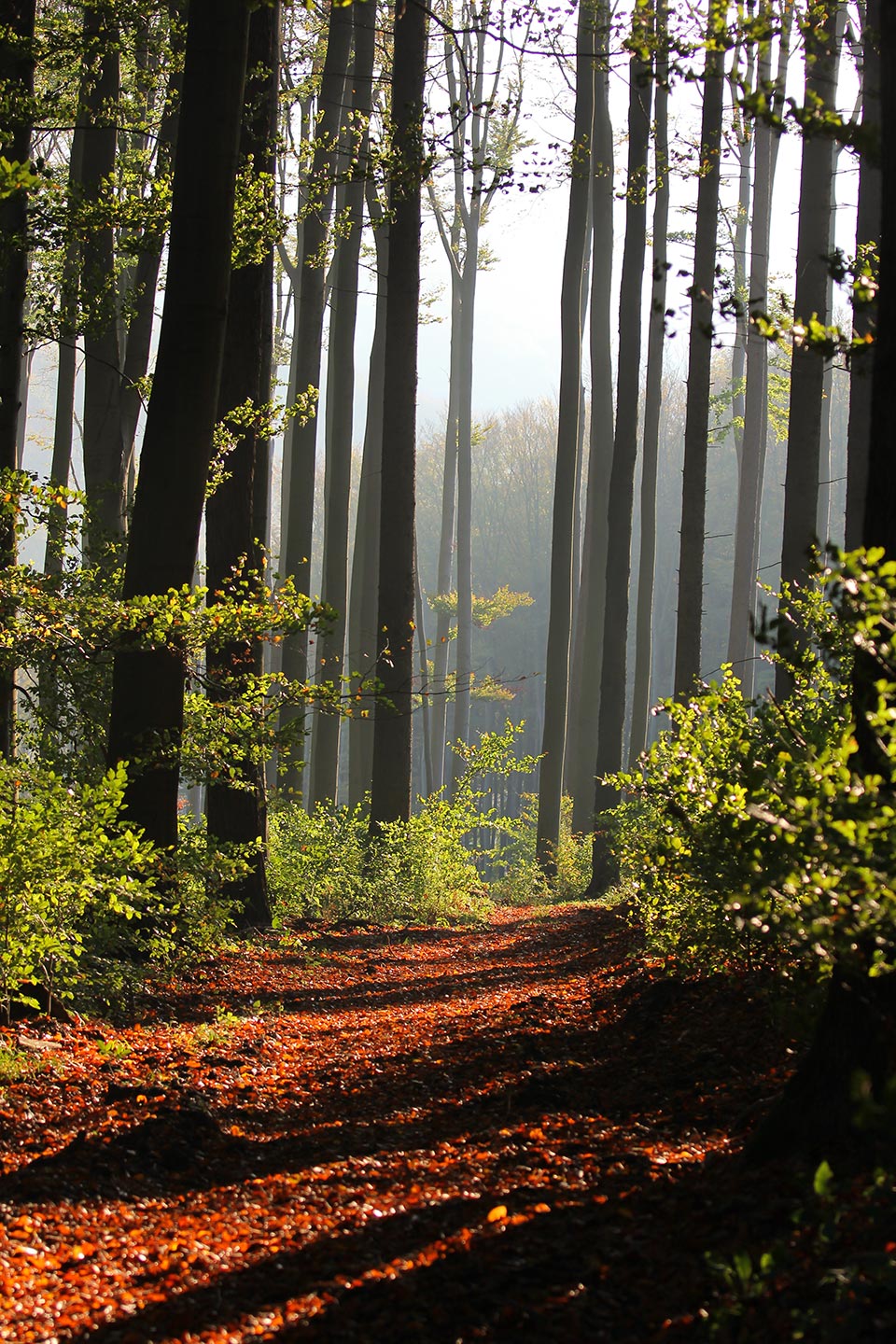 Forests of Lesser Carpathians