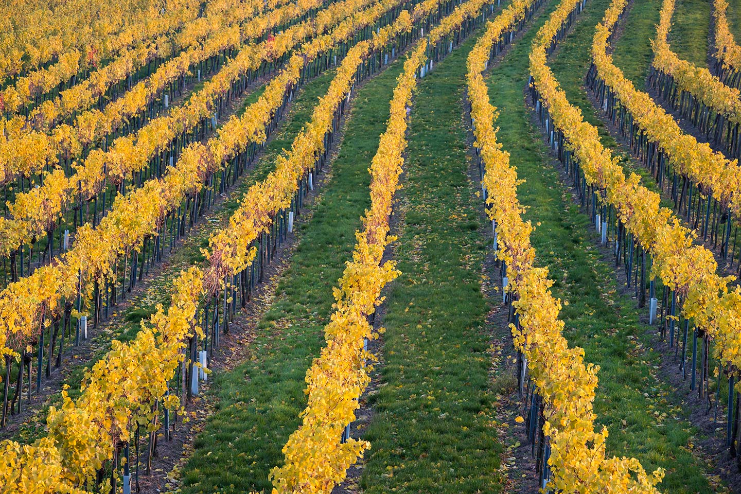 Vineyards of Vienna