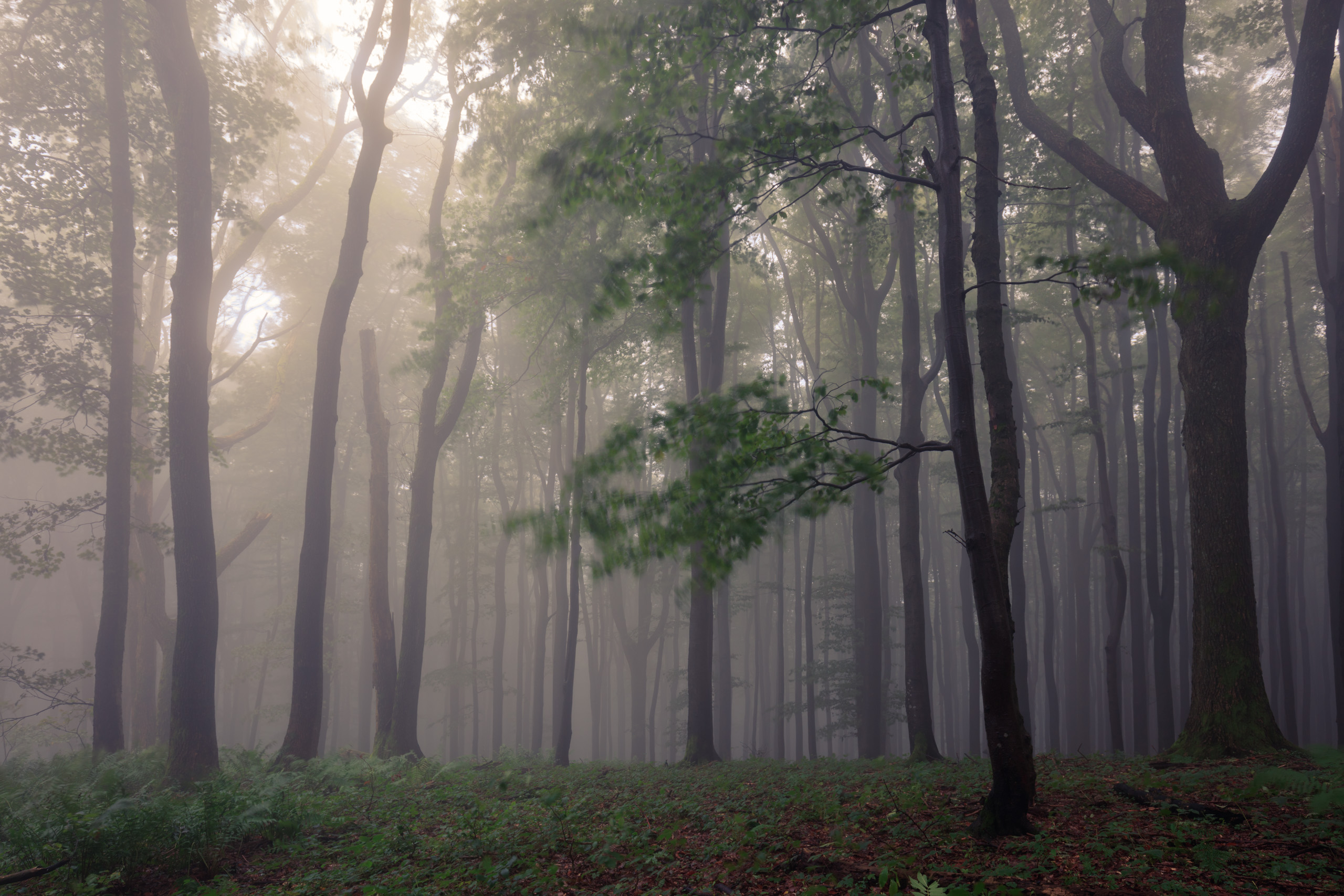 Misty forest with an orange tinted fog towards the top of the trees